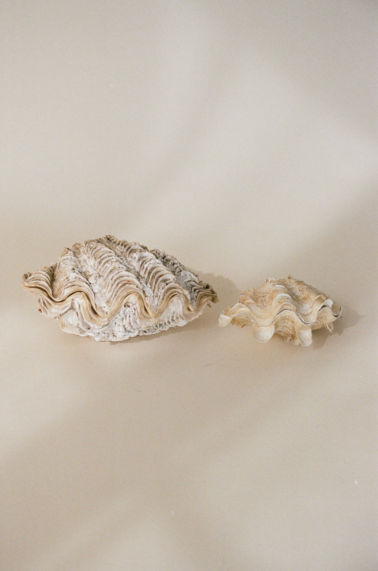 A Pair of Decorative Clamshell Accents