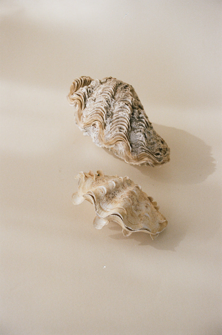 A Pair of Decorative Clamshell Accents