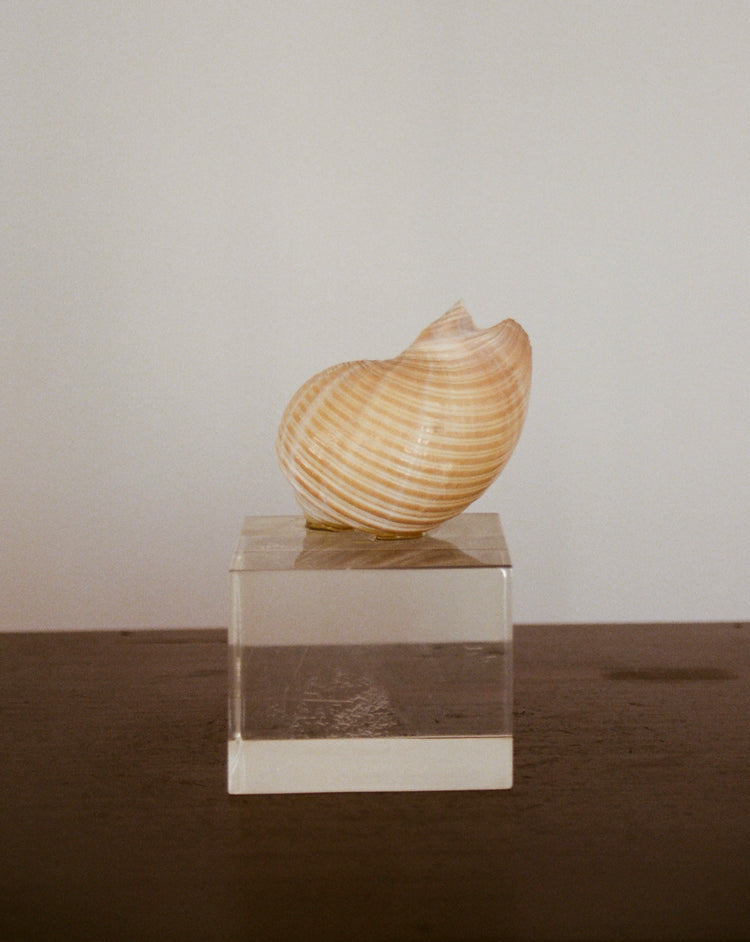 Petite Shell with Lucite Base