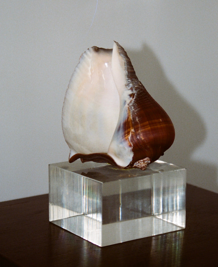 Seashell with Lucite Base
