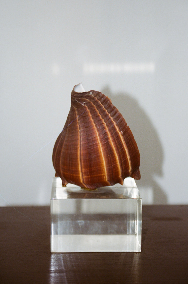 Seashell with Lucite Base