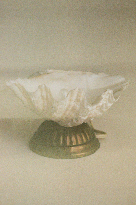 Vintage Shell Lamp with Brass Base, Sourced in Paris