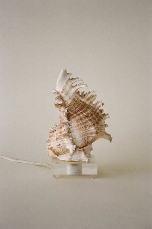 Petite Sculptural Seashell Lamp