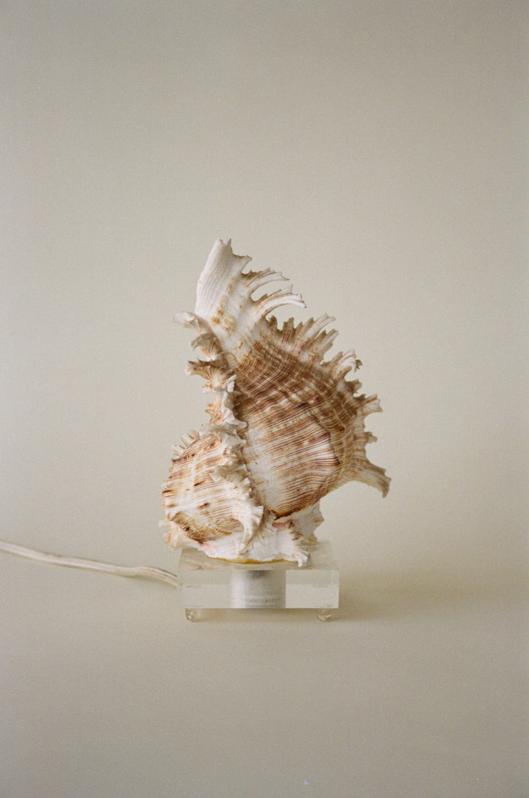 Petite Sculptural Seashell Lamp