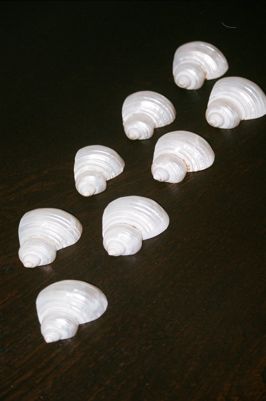 Seashell Napkin Ring Holders Set of 8