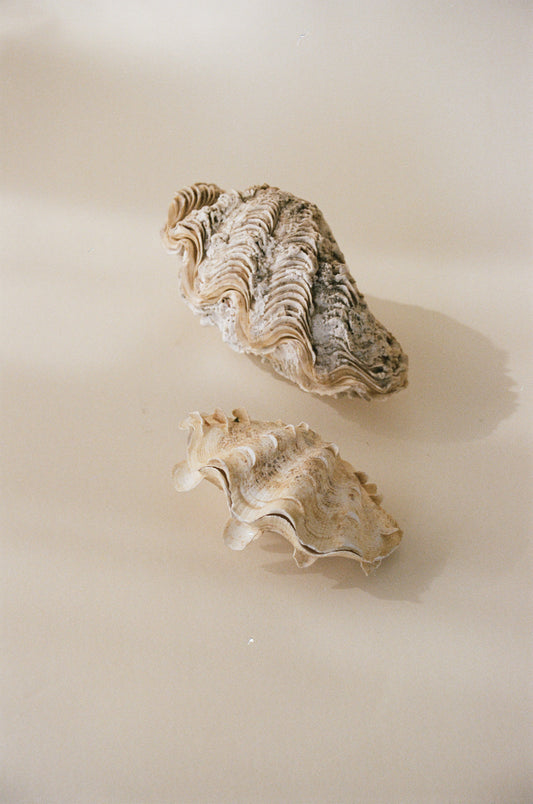 A Pair of Decorative Clamshell Accents