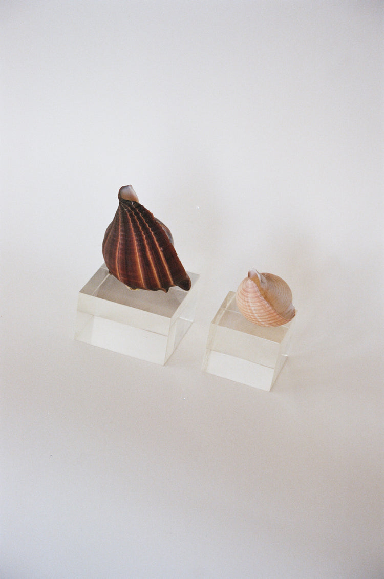 A Pair of Natural Shells on Lucite Bases