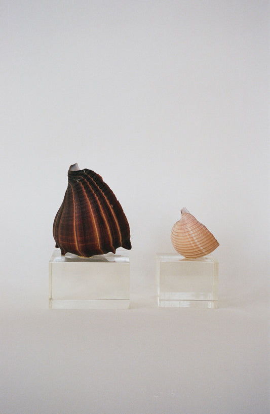 A Pair of Natural Shells on Lucite Bases