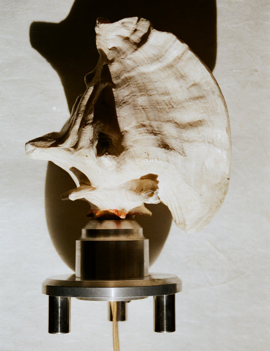 1960s Shell Lamp with Steel Base