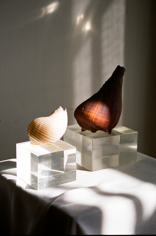 A Pair of Natural Shells on Lucite Bases